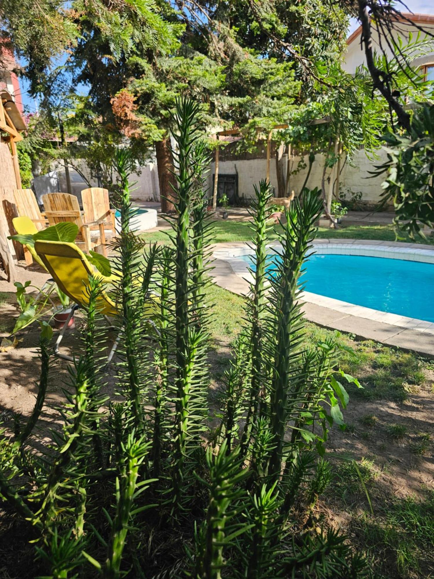 La Araucaria Cabana Con Tinaja San Felipe Exterior photo